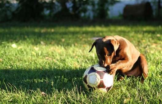 lawn care services puppy